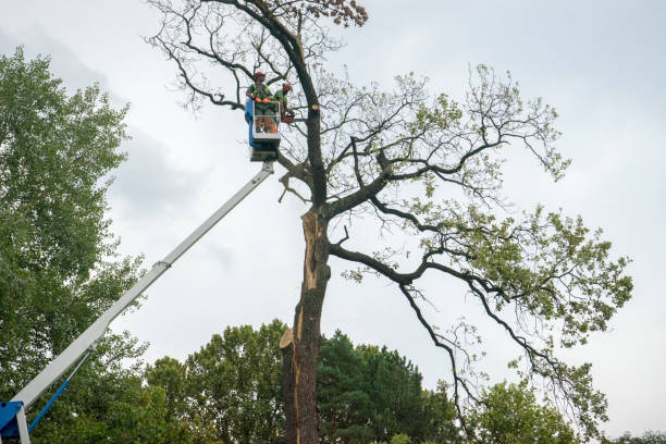 Trusted Herriman, UT  Tree Services Experts